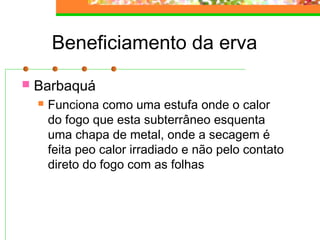 Beneficiamento da erva 
 Barbaquá 
 Funciona como uma estufa onde o calor 
do fogo que esta subterrâneo esquenta 
uma chapa de metal, onde a secagem é 
feita peo calor irradiado e não pelo contato 
direto do fogo com as folhas 
 