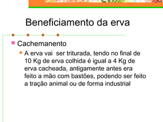 Beneficiamento da erva 
 Cachemanento 
 A erva vai ser triturada, tendo no final de 
10 Kg de erva colhida é igual a 4 Kg de 
erva cacheada, antigamente antes era 
feito a mão com bastões, podendo ser feito 
a tração animal ou de forma industrial 
 
