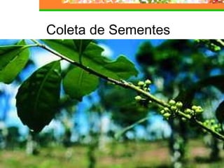 Coleta de Sementes 
 