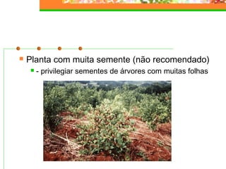  Planta com muita semente (não recomendado) 
 - privilegiar sementes de árvores com muitas folhas 
 