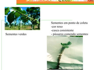 Sementes verdes 
Sementes em ponto de coleta 
-cor roxo 
-casca consistente 
- pássaros comendo sementes 
 