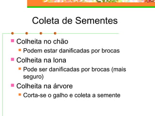 Coleta de Sementes 
 Colheita no chão 
 Podem estar danificadas por brocas 
 Colheita na lona 
 Pode ser danificadas por brocas (mais 
seguro) 
 Colheita na árvore 
 Corta-se o galho e coleta a semente 
 