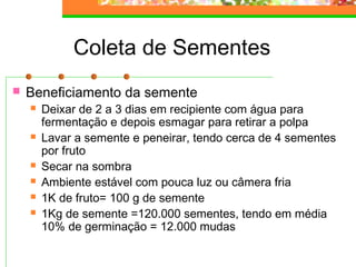 Coleta de Sementes 
 Beneficiamento da semente 
 Deixar de 2 a 3 dias em recipiente com água para 
fermentação e depois esmagar para retirar a polpa 
 Lavar a semente e peneirar, tendo cerca de 4 sementes 
por fruto 
 Secar na sombra 
 Ambiente estável com pouca luz ou câmera fria 
 1K de fruto= 100 g de semente 
 1Kg de semente =120.000 sementes, tendo em média 
10% de germinação = 12.000 mudas 
 