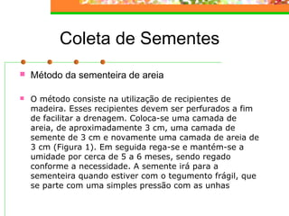 Coleta de Sementes 
 Método da sementeira de areia 
 O método consiste na utilização de recipientes de 
madeira. Esses recipientes devem ser perfurados a fim 
de facilitar a drenagem. Coloca-se uma camada de 
areia, de aproximadamente 3 cm, uma camada de 
semente de 3 cm e novamente uma camada de areia de 
3 cm (Figura 1). Em seguida rega-se e mantém-se a 
umidade por cerca de 5 a 6 meses, sendo regado 
conforme a necessidade. A semente irá para a 
sementeira quando estiver com o tegumento frágil, que 
se parte com uma simples pressão com as unhas 
 