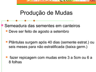 Produção de Mudas 
 Semeadura das sementes em canteiros 
 Deve ser feito de agosto a setembro 
 Plântulas surgem após 40 dias (semente estrat.) ou 
seis meses para não estratificada (baixa germ.) 
 fazer repicagem com mudas entre 3 a 5cm ou 6 a 
8 folhas 
 