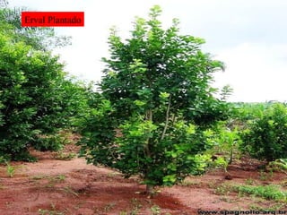 Erval Plantado 
 