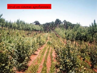 Erval em sistemas agroflorestais 
 