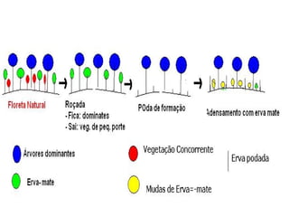  Fazer figura desta dinâmica 
 