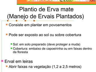 Plantio de Erva mate 
(Manejo de Ervais Plantados) 
 Consiste em plantar em povoamentos 
 Pode ser exposto ao sol ou sobre cobertura 
 Sol: em solo preparado (deve proteger a muda) 
 Cobertura: embaixo de capoeirinha ou em faixas dentro 
da floresta 
 Erval em leiras 
 Abrir faixas na vegetação (1,2 a 2,5 metros) 
 