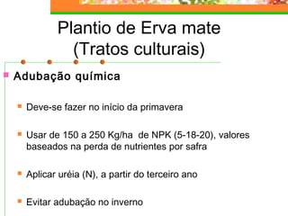 Plantio de Erva mate 
(Tratos culturais) 
 Adubação química 
 Deve-se fazer no início da primavera 
 Usar de 150 a 250 Kg/ha de NPK (5-18-20), valores 
baseados na perda de nutrientes por safra 
 Aplicar uréia (N), a partir do terceiro ano 
 Evitar adubação no inverno 
 