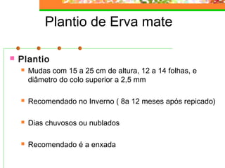 Plantio de Erva mate 
 Plantio 
 Mudas com 15 a 25 cm de altura, 12 a 14 folhas, e 
diâmetro do colo superior a 2,5 mm 
 Recomendado no Inverno ( 8a 12 meses após repicado) 
 Dias chuvosos ou nublados 
 Recomendado é a enxada 
 