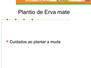 Plantio de Erva mate 
 Cuidados ao plantar a muda 
 