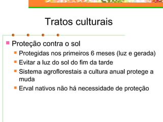 Tratos culturais 
 Proteção contra o sol 
 Protegidas nos primeiros 6 meses (luz e gerada) 
 Evitar a luz do sol do fim da tarde 
 Sistema agroflorestais a cultura anual protege a 
muda 
 Erval nativos não há necessidade de proteção 
 