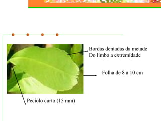 Bordas dentadas da metade 
Do limbo a extremidade 
Pecíolo curto (15 mm) 
Folha de 8 a 10 cm 
 