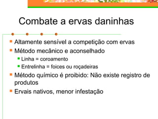 Combate a ervas daninhas 
 Altamente sensível a competição com ervas 
 Método mecânico e aconselhado 
 Linha = coroamento 
 Entrelinha = foices ou roçadeiras 
 Método químico é proibido: Não existe registro de 
produtos 
 Ervais nativos, menor infestação 
 