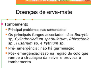 Doenças de erva-mate 
 Tombamento 
 Principal problemas nas sementeiras 
 Os principais fungos associados são: Botrytis 
sp, Cylindrocladium spathulatum, Rhizoctonia 
sp., Fusarium sp. e Pythium sp. 
 Pré- emergência: não há germinação 
 Pós- emergência:lesao na região do colo que 
rompe a circulaçao da seiva e provoca o 
tombamento 
 