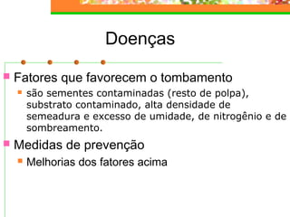 Doenças 
 Fatores que favorecem o tombamento 
 são sementes contaminadas (resto de polpa), 
substrato contaminado, alta densidade de 
semeadura e excesso de umidade, de nitrogênio e de 
sombreamento. 
 Medidas de prevenção 
 Melhorias dos fatores acima 
 
