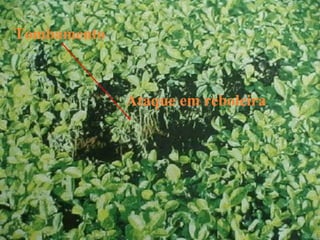 Tombamento 
Ataque em reboleira 
 