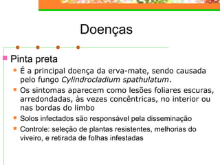 Doenças 
 Pinta preta 
 É a principal doença da erva-mate, sendo causada 
pelo fungo Cylindrocladium spathulatum. 
 Os sintomas aparecem como lesões foliares escuras, 
arredondadas, às vezes concêntricas, no interior ou 
nas bordas do limbo 
 Solos infectados são responsável pela disseminação 
 Controle: seleção de plantas resistentes, melhorias do 
viveiro, e retirada de folhas infestadas 
 