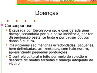 Doenças 
 Cercosporiose 
 É causada por Cercospora sp. e considerada uma 
doença secundária por sua baixa incidência, por ter 
disseminação bastante lenta e por causar poucos 
danos à cultura. 
 Os sintomas são manchas arredondadas, pequenas, 
bem delimitadas, acinzentadas, com halo escuro, 
apresentando pequenas pontuações 
 O controle cultural é feito por meio de seleção e 
descarte de mudas afetadas e manejo adequado do 
viveiro 
 