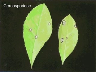 Cercosporiose 
 