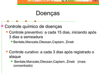 Doenças 
 Controle químico de doenças 
 Controle preventivo: a cada 15 dias, iniciando após 
3 dias a semeadura 
 Benlate,Manzate,Oleosan,Captam, Zineb 
 Controle curativo: a cada 3 dias após registrado o 
ataque 
 Benlate,Manzate,Oleosan,Captam, Zineb (mais 
concentrado) 
 