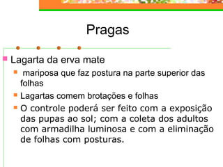 Pragas 
 Lagarta da erva mate 
 mariposa que faz postura na parte superior das 
folhas 
 Lagartas comem brotações e folhas 
 O controle poderá ser feito com a exposição 
das pupas ao sol; com a coleta dos adultos 
com armadilha luminosa e com a eliminação 
de folhas com posturas. 
 