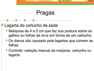 Pragas 
 Lagarta do cartucho de seda 
 Mariposa de 4 a 5 cm que faz sua postura sobre os 
galhos ou folhas da erva em forma de um cartucho. 
 Os danos são causado pela lagartas que comem as 
folhas 
 Controle: catação manual da maiposa, cartucho ou 
lagarta 
 