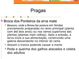 Pragas 
 Broca dos Ponteiros da erva mate 
 Besouro, onde a fêmea faz postura em fendas 
previamente preparadas no ramo principal (planta 
com até dois anos) ou nos ramos superiores das 
plantas (plantas mais velhas). Após a eclosão, a 
larva inicia a sua alimentação, construindo uma 
galeria descendente no interior do ramo 
 Atacam o tronco podendo causar a morte 
 Poda e queima dos galhos atacados e coleta 
dos adultos 
 
