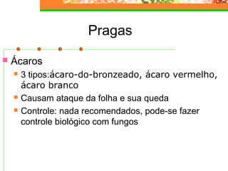 Pragas 
 Ácaros 
 3 tipos:ácaro-do-bronzeado, ácaro vermelho, 
ácaro branco 
 Causam ataque da folha e sua queda 
 Controle: nada recomendados, pode-se fazer 
controle biológico com fungos 
 
