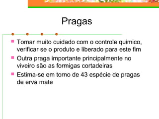 Pragas 
 Tomar muito cuidado com o controle quimico, 
verificar se o produto e liberado para este fim 
 Outra praga importante principalmente no 
viveiro são as formigas cortadeiras 
 Estima-se em torno de 43 espécie de pragas 
de erva mate 
 