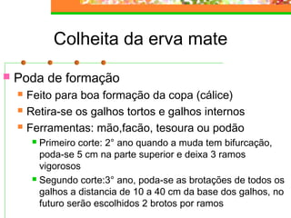 Colheita da erva mate 
 Poda de formação 
 Feito para boa formação da copa (cálice) 
 Retira-se os galhos tortos e galhos internos 
 Ferramentas: mão,facão, tesoura ou podão 
 Primeiro corte: 2° ano quando a muda tem bifurcação, 
poda-se 5 cm na parte superior e deixa 3 ramos 
vigorosos 
 Segundo corte:3° ano, poda-se as brotações de todos os 
galhos a distancia de 10 a 40 cm da base dos galhos, no 
futuro serão escolhidos 2 brotos por ramos 
 