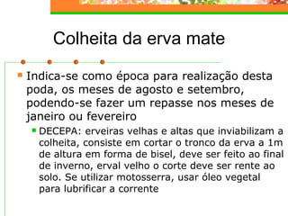 Colheita da erva mate 
 Indica-se como época para realização desta 
poda, os meses de agosto e setembro, 
podendo-se fazer um repasse nos meses de 
janeiro ou fevereiro 
 DECEPA: erveiras velhas e altas que inviabilizam a 
colheita, consiste em cortar o tronco da erva a 1m 
de altura em forma de bisel, deve ser feito ao final 
de inverno, erval velho o corte deve ser rente ao 
solo. Se utilizar motosserra, usar óleo vegetal 
para lubrificar a corrente 
 
