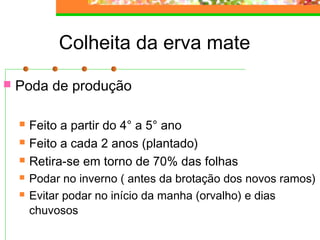 Colheita da erva mate 
 Poda de produção 
 Feito a partir do 4° a 5° ano 
 Feito a cada 2 anos (plantado) 
 Retira-se em torno de 70% das folhas 
 Podar no inverno ( antes da brotação dos novos ramos) 
 Evitar podar no início da manha (orvalho) e dias 
chuvosos 
 