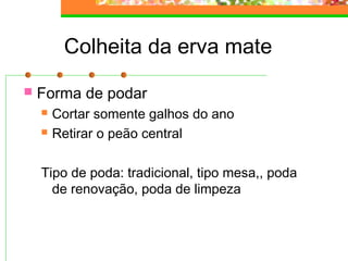 Colheita da erva mate 
 Forma de podar 
 Cortar somente galhos do ano 
 Retirar o peão central 
Tipo de poda: tradicional, tipo mesa,, poda 
de renovação, poda de limpeza 
 