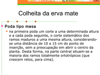 Colheita da erva mate 
 Poda tipo mesa 
 na primeira poda um corte a uma determinada altura 
e a cada poda seguinte, o corte sistemático dos 
ramos maduros a uma mesma altura, considerando-se 
uma distância de 10 a 15 cm do ponto de 
inserção, sem a preocupação em abrir o centro da 
planta. Desta forma, na parte central situam-se a 
maioria dos ramos totalmente ortotrópicos (que 
crescem retos, para cima). 
 