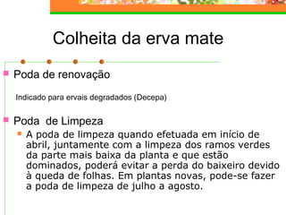 Colheita da erva mate 
 Poda de renovação 
Indicado para ervais degradados (Decepa) 
 Poda de Limpeza 
 A poda de limpeza quando efetuada em início de 
abril, juntamente com a limpeza dos ramos verdes 
da parte mais baixa da planta e que estão 
dominados, poderá evitar a perda do baixeiro devido 
à queda de folhas. Em plantas novas, pode-se fazer 
a poda de limpeza de julho a agosto. 
 