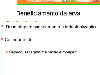 Beneficiamento da erva 
 Duas etapas: cacheamento e industrialização 
 Cacheamento 
 Sapeco, secagem malhação e moagem 
 