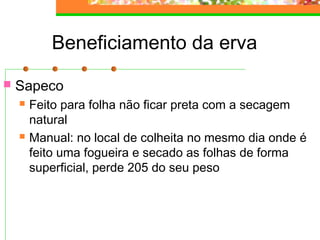 Beneficiamento da erva 
 Sapeco 
 Feito para folha não ficar preta com a secagem 
natural 
 Manual: no local de colheita no mesmo dia onde é 
feito uma fogueira e secado as folhas de forma 
superficial, perde 205 do seu peso 
 