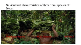 Silvicultural characteristics of three Terai species of
Nepal

Pratikshya Paneru

M.Sc.Forestry

Roll No.7

 