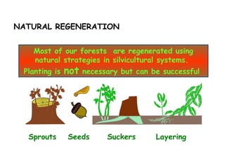 NATURAL REGENERATION
SeedsSprouts Suckers Layering
Most of our forests are regenerated using
natural strategies in silvicultural systems.
Planting is not necessary but can be successful
 