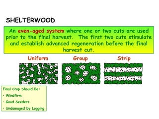 SHELTERWOOD
An even-aged system where one or two cuts are used
prior to the final harvest. The first two cuts stimulate
and establish advanced regeneration before the final
harvest cut.
Final Crop Should Be:
• Windfirm
• Good Seeders
• Undamaged by Logging
Uniform Group Strip
 
