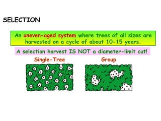 SELECTION
A selection harvest IS NOT a diameter-limit cut!
An uneven-aged system where trees of all sizes are
harvested on a cycle of about 10-15 years.
Single-Tree Group
 