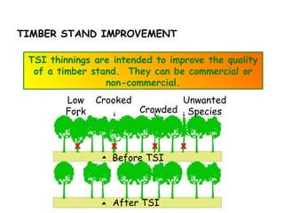TIMBER STAND IMPROVEMENT
TSI thinnings are intended to improve the quality
of a timber stand. They can be commercial or
non-commercial.
Low
Fork
Crooked
Crowded
Unwanted
Species
Before TSI
After TSI
 