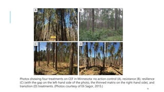 14
Photos showing four treatments on CEF in Minnesota: no action control (A), resistance (B), resilience
(C) (with the gap on the left-hand side of the photo, the thinned matrix on the right-hand side), and
transition (D) treatments. (Photos courtesy of Eli Sagor, 2015.)
 