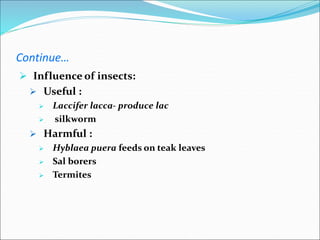 Continue…
 Influence of insects:
 Useful :
 Laccifer lacca- produce lac
 silkworm
 Harmful :
 Hyblaea puera feeds on teak leaves
 Sal borers
 Termites
 