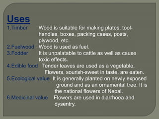 Uses
1.Timber Wood is suitable for making plates, tool-
handles, boxes, packing cases, posts,
plywood, etc.
2.Fuelwood Wood is used as fuel.
3.Fodder It is unpalatable to cattle as well as cause
toxic effects.
4.Edible food Tender leaves are used as a vegetable.
Flowers, sourish-sweet in taste, are eaten.
5.Ecological value It is generally planted on newly exposed
ground and as an ornamental tree. It is
the national flowers of Nepal.
6.Medicinal value Flowers are used in diarrhoea and
dysentry.
 