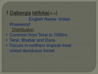1.Dalbergia latifolia(;lt;.n)
English Name- Indian
Rosewood
Distribution:
• Common from Terai to 1000m.
• Terai, Bhabar and Duns
• Occurs in northern tropical most
mixed deciduous forest
 