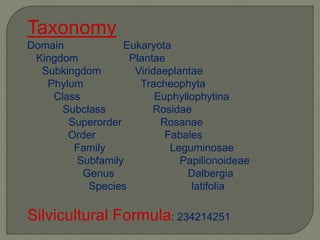 Taxonomy
Domain Eukaryota
Kingdom Plantae
Subkingdom Viridaeplantae
Phylum Tracheophyta
Class Euphyllophytina
Subclass Rosidae
Superorder Rosanae
Order Fabales
Family Leguminosae
Subfamily Papilionoideae
Genus Dalbergia
Species latifolia
Silvicultural Formula: 234214251
 