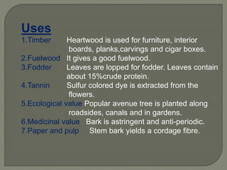 Uses
1.Timber Heartwood is used for furniture, interior
boards, planks,carvings and cigar boxes.
2.Fuelwood It gives a good fuelwood.
3.Fodder Leaves are lopped for fodder. Leaves contain
about 15%crude protein.
4.Tannin Sulfur colored dye is extracted from the
flowers.
5.Ecological value Popular avenue tree is planted along
roadsides, canals and in gardens.
6.Medicinal value Bark is astringent and anti-periodic.
7.Paper and pulp Stem bark yields a cordage fibre.
 
